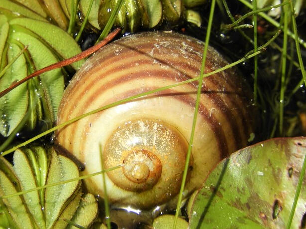 Channeled Apple Snail